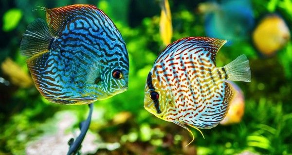 Acuario