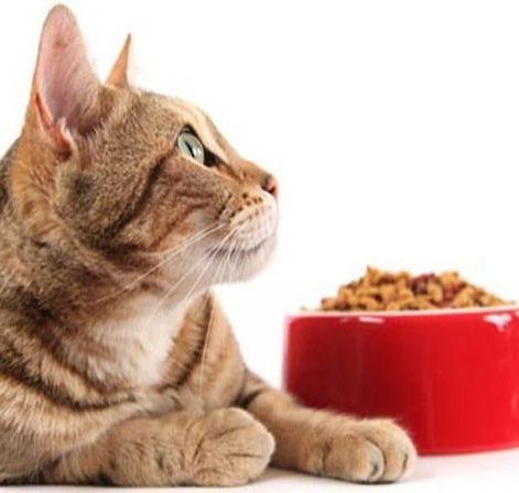 Gato comiendo