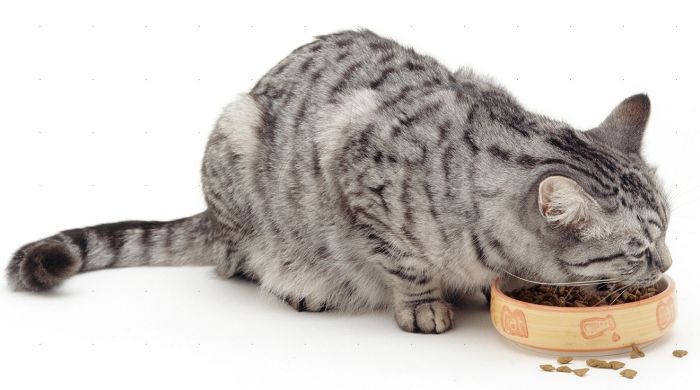 Pienso para gatos esterilizados control de peso