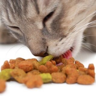 Pienso para gatos
