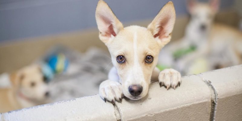 adoptar cachorros en madrid gratis