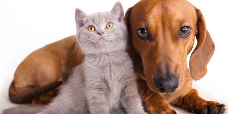 Farmacia veterinaria online barata
