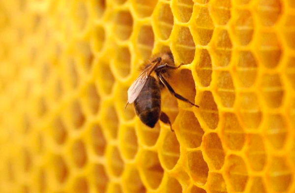Cera de las abejas